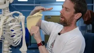 Scapula (anatomy)