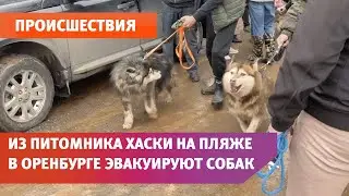 Из питомника хаски на пляже «Волна» в Оренбурге эвакуируют собак