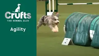 Agility – Championships – Small/Medium (Jumping) Part Two | ​Crufts 2023