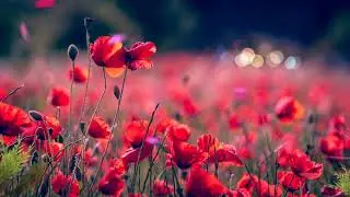 flowers,poppies,field intro video