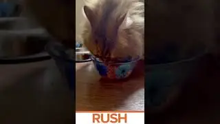 #rushpetfood баночки с Кроликом и Рыбой наши самые любимые