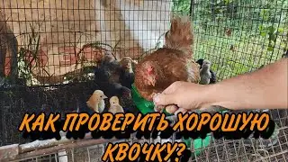 Как проверить хорошую квочку