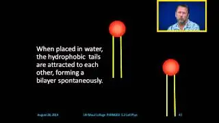 Cell Membrane and Phospholipids