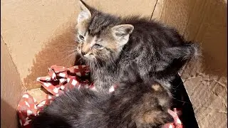 Забытые КОШКИ: БРОШЕННЫЕ 2 КОТЕНКА, ПЫТАЮЩИЕСЯ НАЙТИ ДОМ