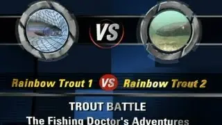 Epic Fish Battle two Rainbow Trout in Violent Fight During Spawning Season