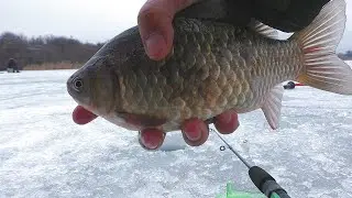 Крупные караси на легкие мормышки  Рыбалка на карася . My fishing