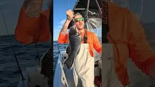 Selling 250 Pounds of Fish to a Restaurant and then Eating There #shorts #fishing