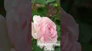 Роза которая сочетается с сортом Пьер де Ронсар.