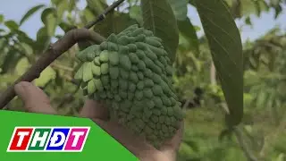 Giá mãng cầu sầu riêng giảm mạnh | THDT