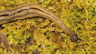 All this rain can bring out the invasive hammerhead flatworm