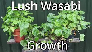 Wasabi Update 2024