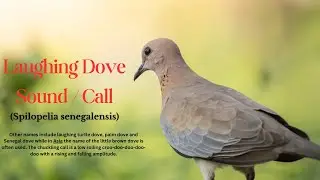 Laughing Dove Sound Call / Palm Dove Sound Call / Laughing Turtle Dove Call Sound / Dove Species