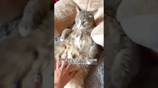 У вас такой спокойный кот 