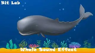 Animal Sounds: Whale Sounds Calls