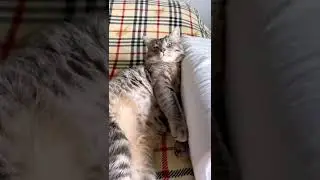 Иногда Семён бывает злой 😹😹 
