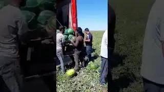 Грузим арбуз