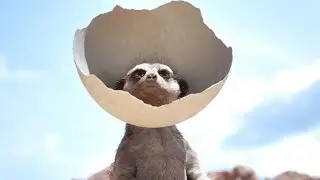 Meerkat Demo Relight Unreal Engine 5.1