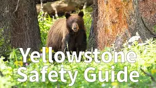 How to Stay Safe in Yellowstone National Park