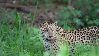 Have you ever seen a Jaguar eating grass?