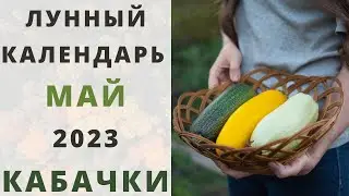 КАБАЧКИ: Лунный Посевной Календарь на  МАЙ 2023 год! Когда сажать семена тыкв и цуккини на рассаду?