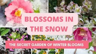 Blossoms in the Snow: The Secret Garden of Winter Blooms❄️ 🌸💐