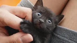 Cute Black Kitten 😻 Transformation Into Panther 🐾