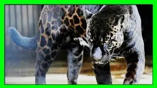 Яглион - гибрид самца ягуара и самки льва. Очень редкое сочетаниие!