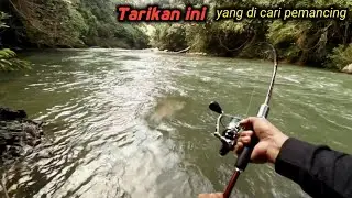 Ganasnya mahseer spot pedalaman sekali lempar langsung di sambar..!!