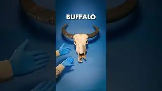 I Was Wrong About Buffalo