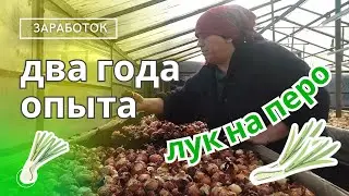 Лук перо - как вырастить и продать.