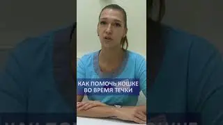 Как помочь кошке во время течки