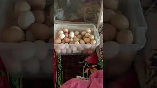 Вечерний итог по яйцам #животные #дача #cute #топ #лето #farming #animals