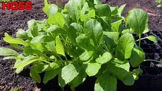 THE BEST TURNIP GREENS YOU'VE EVER HAD!