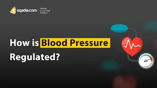 How is Blood Pressure Regulated? | Nervous and Hormonal Mechanism | Physiology Animation