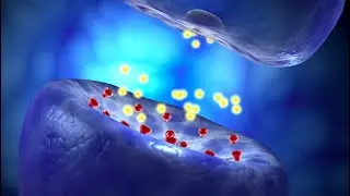 Neural Conduction, Action Potential, and Synaptic Transmission