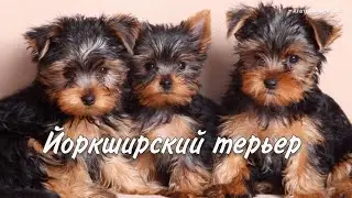 Йоркширский терьер, Yorkshire terrier