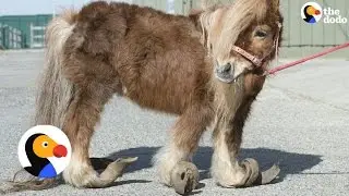 Pony Rescue: Horse with Overgrown Hooves Who Can Hardly Walk Saved | The Dodo