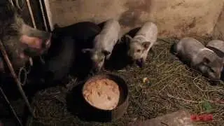 Korean pig with piglets in the barn