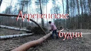 Будни дровосека. Собираю кору ивы.