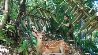 found traces of deer, immediately set traps to catch, shoot pheasants, cook, survival alone