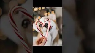 Christmas photo ideas for your dog | pet influencer picture tips