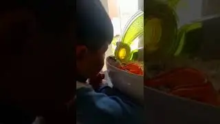 Hamster Bites Boy’s Nose While Playing With Him - 1327871