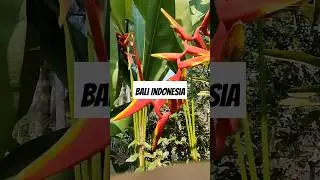 Bali Indonesia #instagram #instalike #travelblogger #travelgram #bali #indonesia