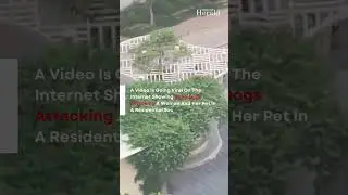 Another Stray Dog Attack! Noida Woman Seen Running For Life in Viral Video