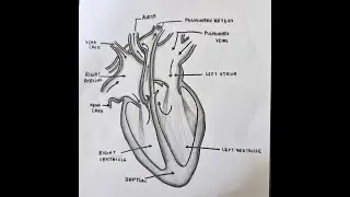 How to draw the human Heart step by step/easily | Easy trick to draw the Human Heart