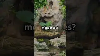 5 mind Blowing facts about   Biodiversity of Madagascar!