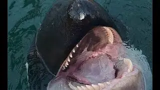 Второй пикет против китовой тюрьмы (Second piket against whale prison in Russia)