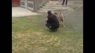Чеченский волк