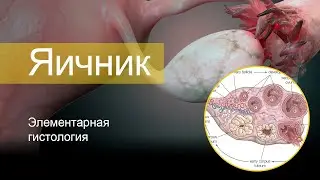 Яичник | Элементарная гистология