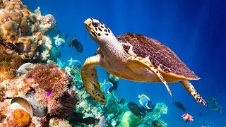 Deeply Relaxing Underwater Sounds 🐋 12 Hours | Deep Ocean Sounds - Sleep, Relax, Study, Meditation